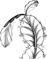 VFL085C.TIF