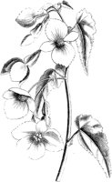 VFL084C.TIF