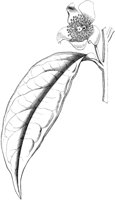 VFL084A.TIF