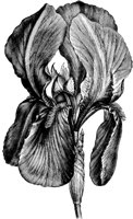 VFL082C.TIF