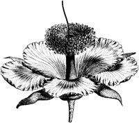 VFL082A.TIF