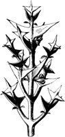 VFL081C.TIF
