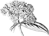 VFL080C.TIF