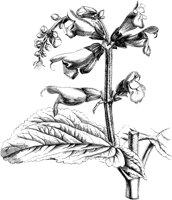 VFL079C.TIF