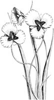 VFL079A.TIF