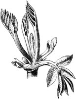 VFL077F.TIF