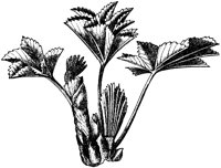 VFL077D.TIF