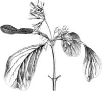 VFL075C.TIF