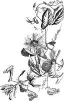 VFL074B.TIF