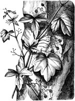 VFL073D.TIF
