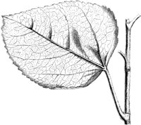 VFL072A.TIF