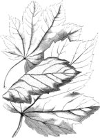 VFL071A.TIF