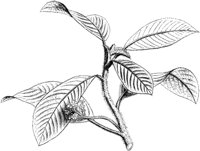 VFL070B.TIF