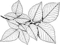 VFL070A.TIF