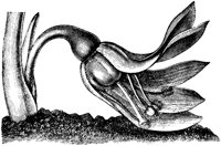 VFL067A.TIF