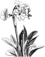VFL066C.TIF