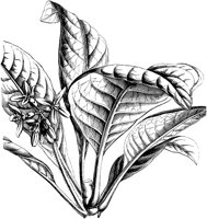 VFL065C.TIF