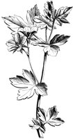 VFL065B.TIF
