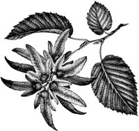 VFL065A.TIF