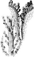 VFL064A.TIF