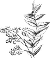 VFL061B.TIF
