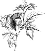 VFL058C.TIF