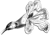 VFL057B.TIF