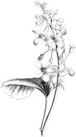 VFL055C.TIF