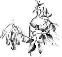 VFL054C.TIF