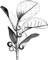 VFL054A.TIF