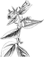 VFL053D.TIF