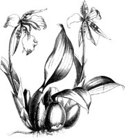 VFL053A.TIF