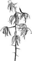VFL052C.TIF