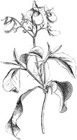 VFL052B.TIF