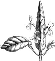 VFL051C.TIF