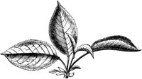 VFL050D.TIF