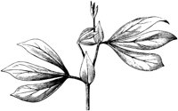 VFL049C.TIF