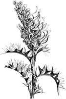 VFL046C.TIF