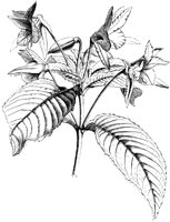 VFL046B.TIF
