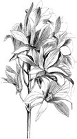 VFL044C.TIF