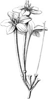 VFL040C.TIF
