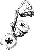 VFL039C.TIF