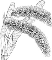 VFL038C.TIF