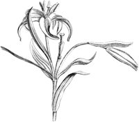 VFL038A.TIF