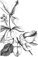 VFL037C.TIF