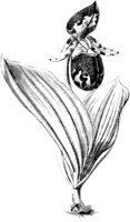 VFL037A.TIF