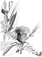 VFL036A.TIF