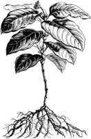 VFL035C.TIF