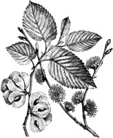 VFL034C.TIF