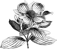 VFL033C.TIF